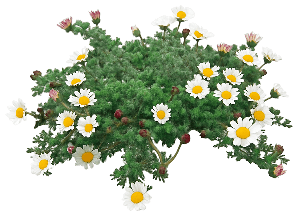 Mount Atlas Daisy 'Spring Carpet' (Anacyclus Depressus 'Spring Carpet') - Perennials