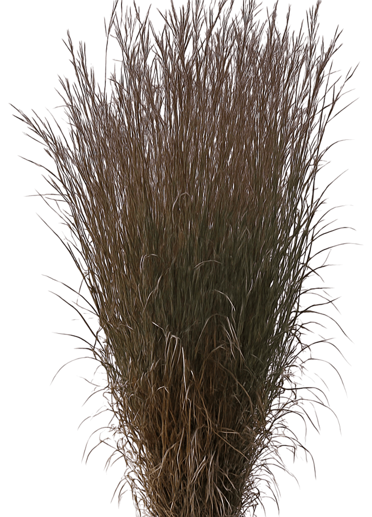 Big Bluestem Grass 'Blackhawks' (Andropogon Gerardii Pp27949 'Blackhawks') - Grasses