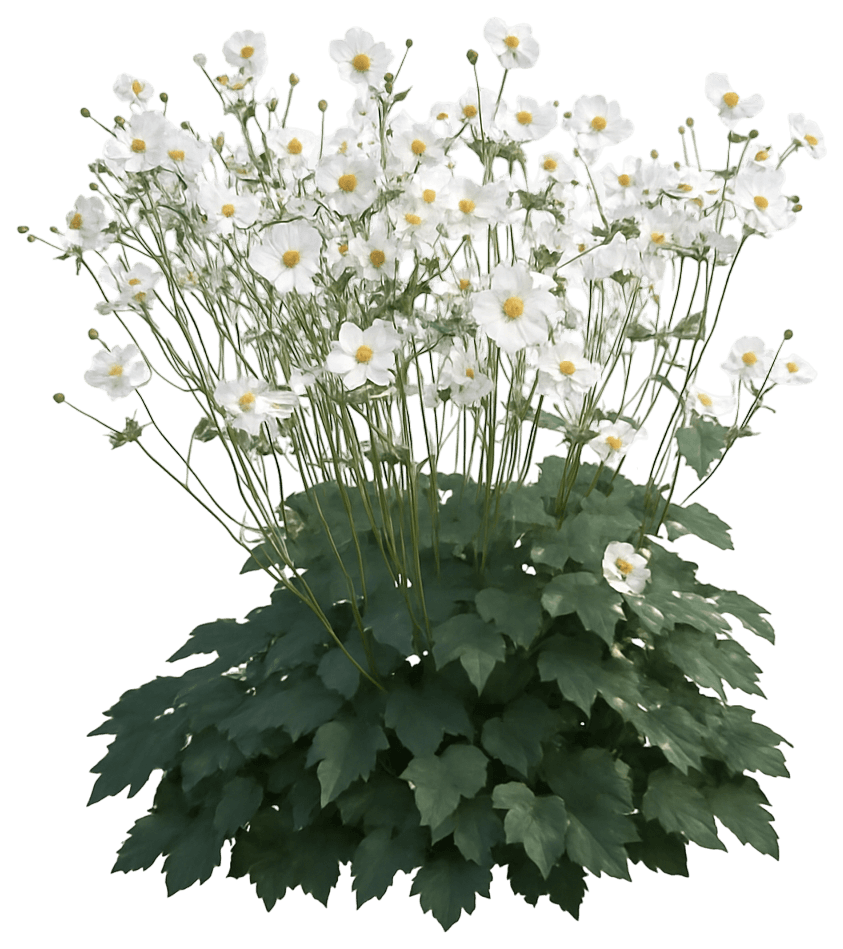 Japanese Windflower 'Honorine Jobert' (Anemone Hybrida 'Honorine Jobert') - Perennials