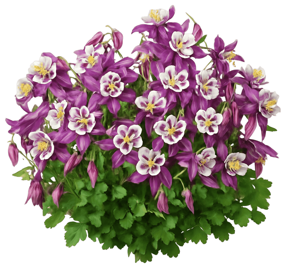 Columbine 'Earlybird™ Purple White' (Aquilegia 'Earlybird™ Purple White') - Perennials