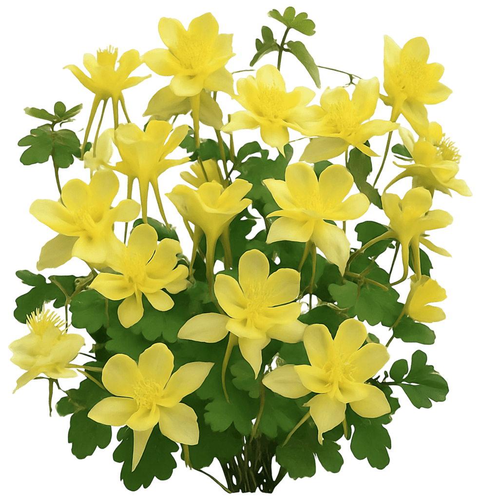 Columbine 'Spring Magic Yellow' (Aquilegia 'Spring Magic Yellow') - Perennials