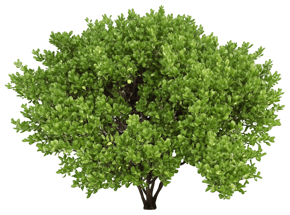 Bearberry Manzanita 'Panchito' (Arctostaphylos X Coloradoensis 'Panchito') - Ground Layers