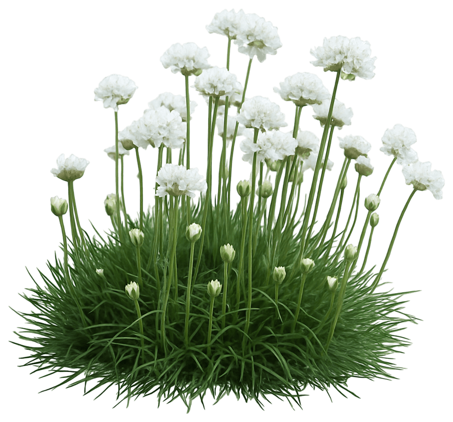 Sea Pink Thrift 'Morning Star White' (Armeria Maritima 'Morning Star White') - Perennials