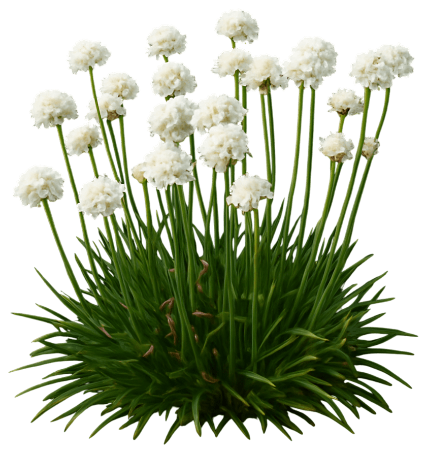 False Sea Thrift 'Day Dream' (Armeria Pseudarmeria Dreameria® Pp29381 'Day Dream') - Perennials