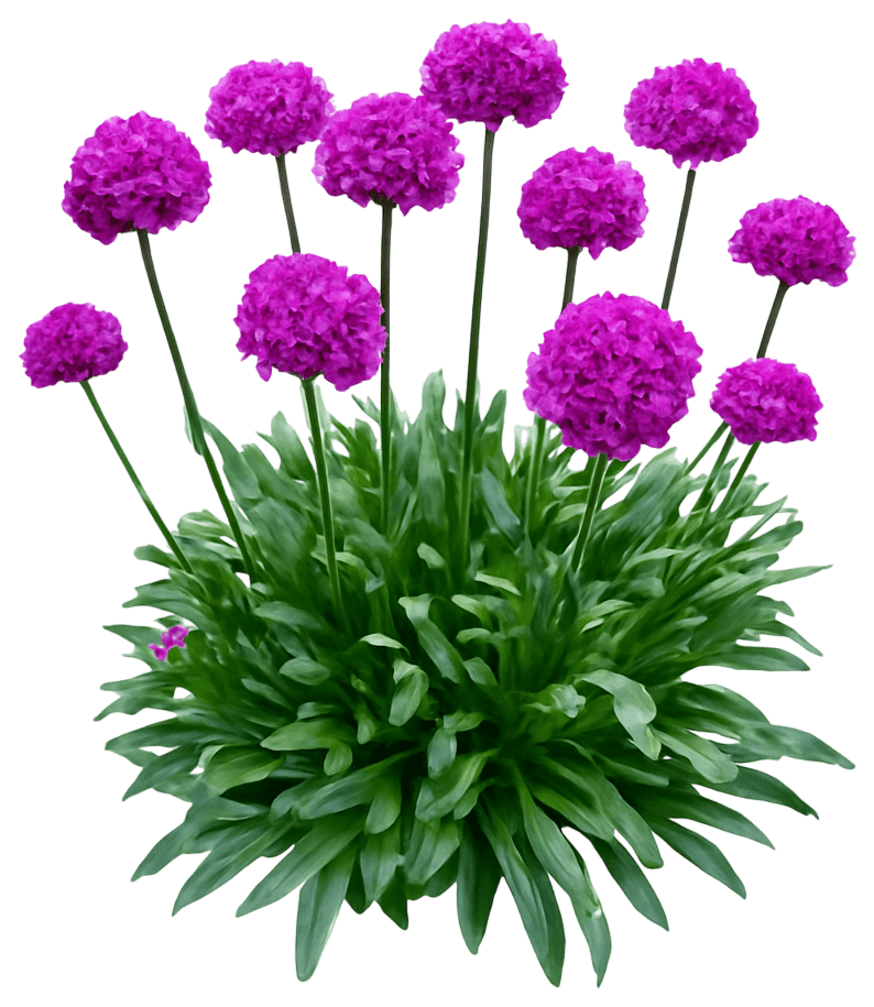 False Sea Thrift 'Vivid Dreams' (Armeria Pseudarmeria Dreameria® Pp35236 'Vivid Dreams') - Perennials