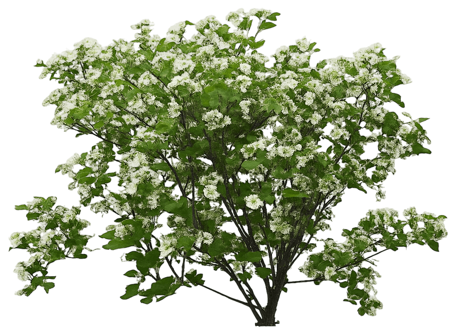 Black Chokeberry 'Morton' Iroquois Beauty™ Iroquois Beauty™ (Aronia Melanocarpa 'Morton') - Ground Layers