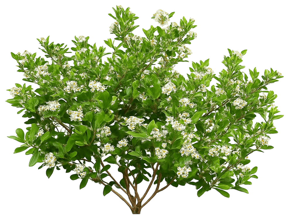 Ground Hug Spreading Chokeberry 'Uconnam012' Pp31821 Ground Hug® Pp31821 Ground Hug® (Aronia Melanocarpa 'Uconnam012') - Ground Layers