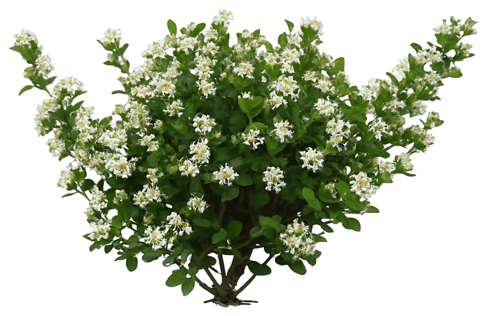 Chokeberry 'Uconnam165' Pp28789 Low Scape Mound® Pp28789 Low Scape Mound® (Aronia Melanocarpa 'Uconnam165') - Ground Layers