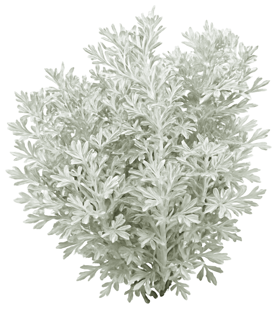 Boughton Silver Or Mori'S Strain Wormwood 'Silver Brocade' (Artemisia 'Silver Brocade') - Perennials