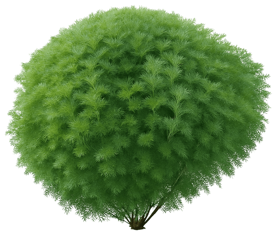 Southernwood (Artemisia Abrotanum 'Leprechaun’) - Perennials