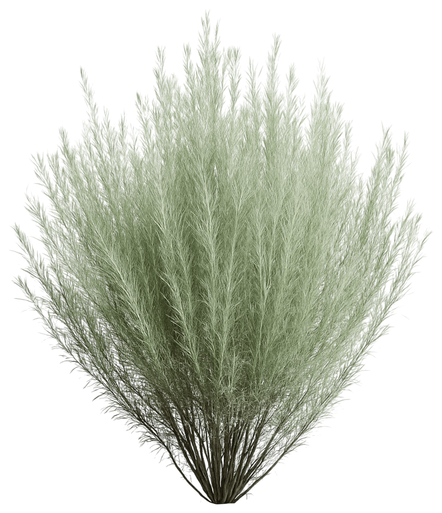 Sand Sagebrush (Artemisia Filifolia) - Ground Layers