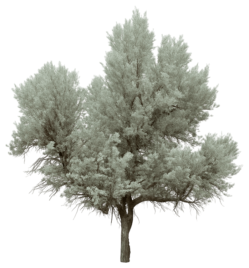 Big Sage Brush (Artemisia Tridentata Var. Tridentata) - Ground Layers