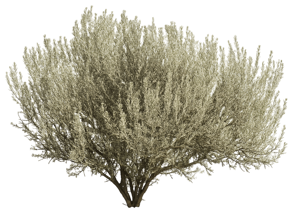 Big Sage Brush (Artemisia Tridentata Var. Wyomingensis) - Ground Layers