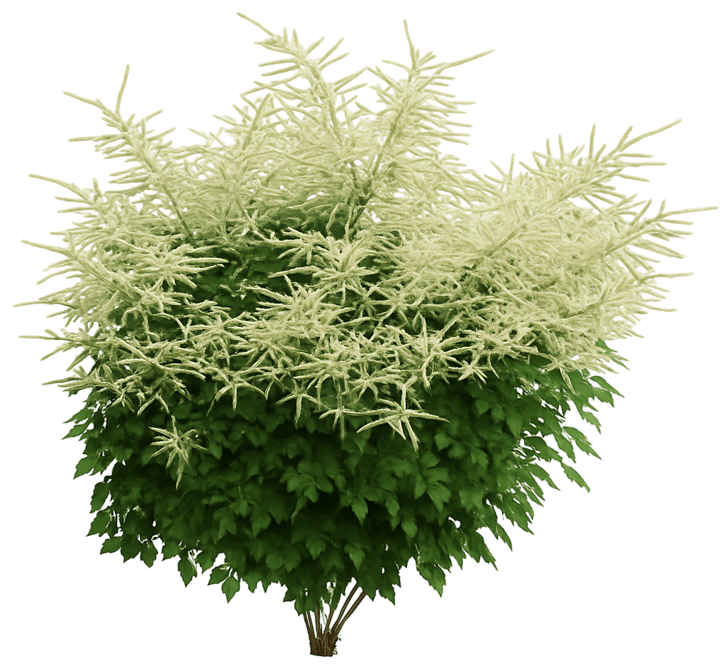 Goat'S Beard 'Misty Lace' (Aruncus Aethusifolius Pp15798 'Misty Lace') - Perennials