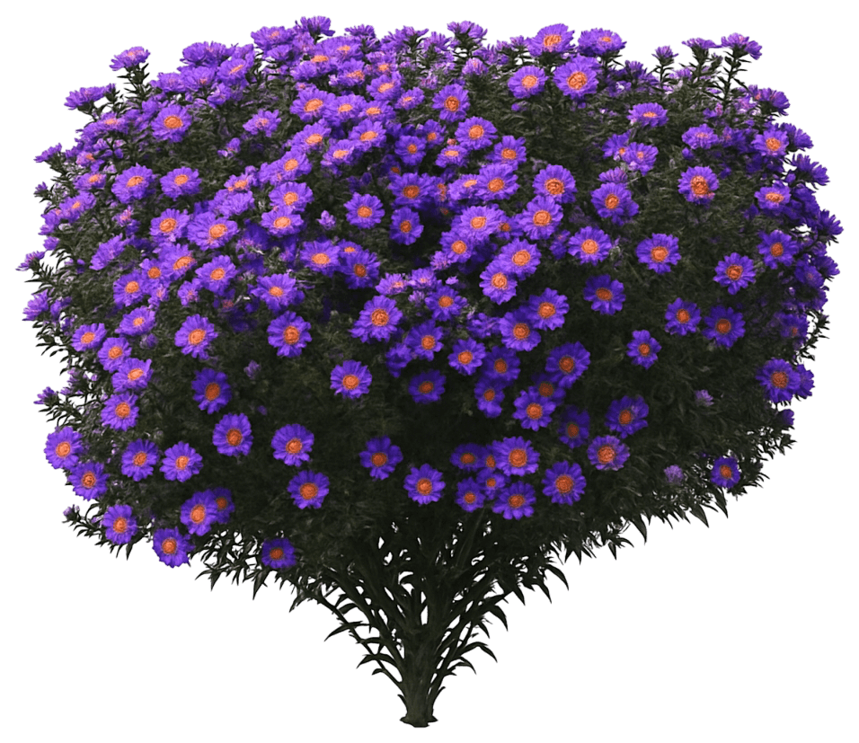 Fall Aster 'Tonga' (Aster Novi-Belgii Island™ 'Tonga') - Perennials