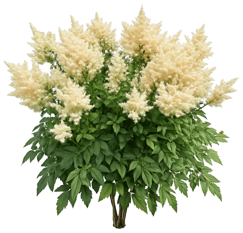 False Goat'S Beard 'White Gloria' (Astilbe Arendsii 'White Gloria') - Perennials