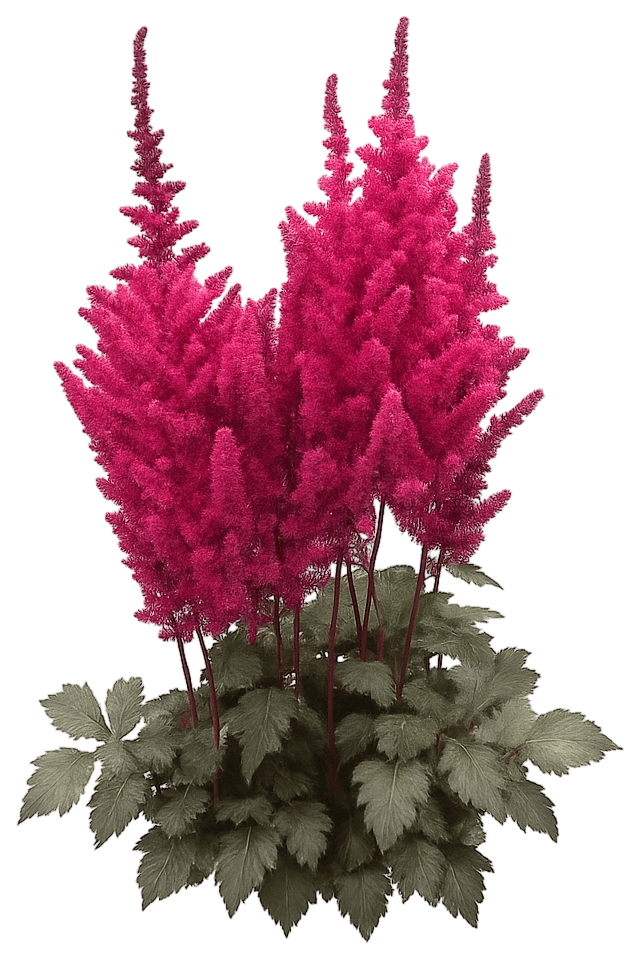 False Goat'S Beard 'Vision Vulcano' (Astilbe Chinensis Pp31422 'Vision Vulcano') - Perennials