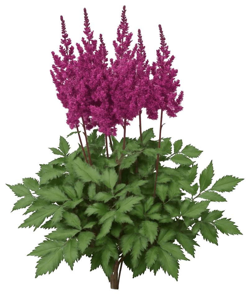 False Goat'S Beard 'Visions In Red' (Astilbe Chinensis 'Visions In Red') - Perennials