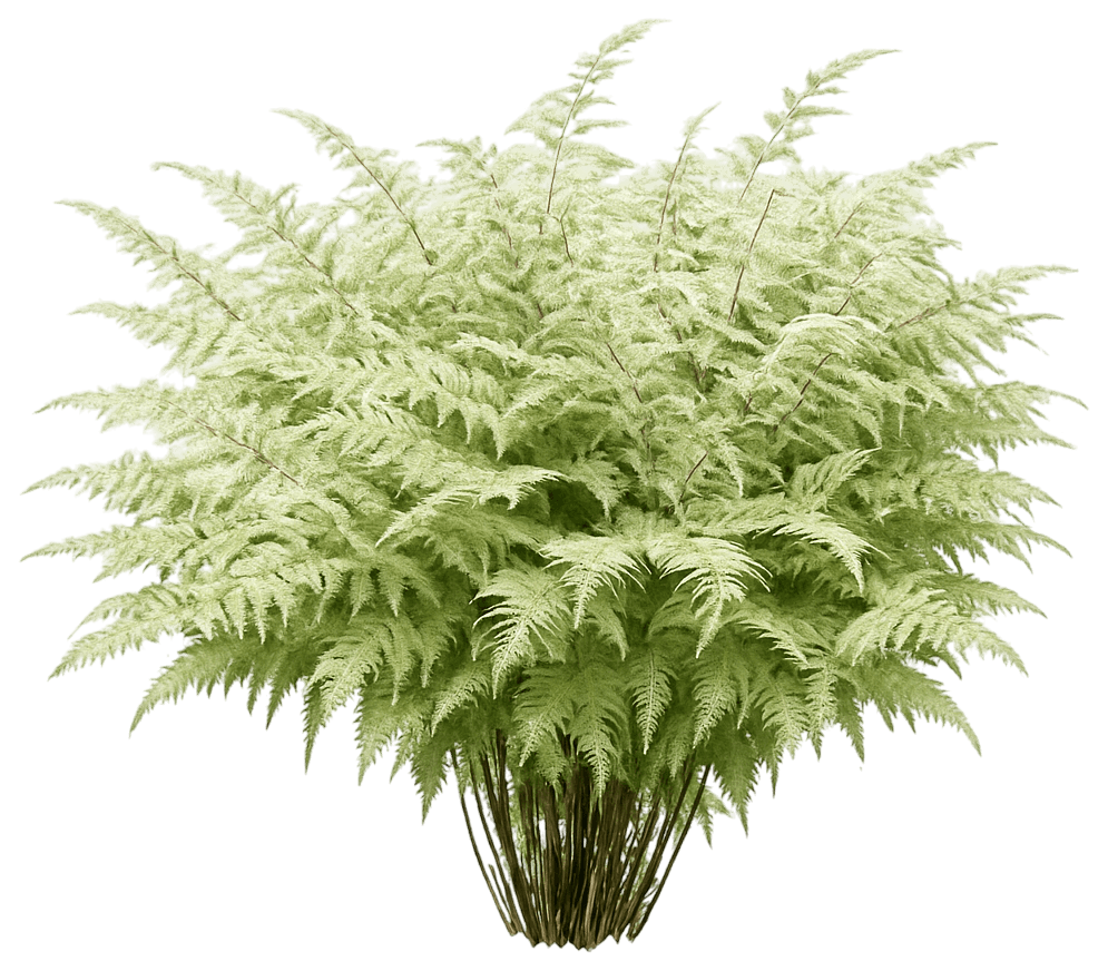 Ghost Fern 'Ghost' (Athyrium 'Ghost') - Perennials