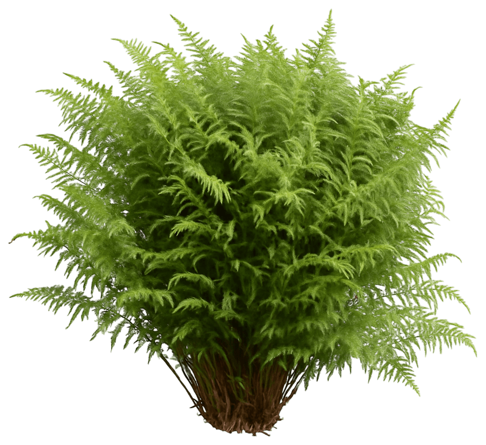 Lady Fern 'Lady In Red' (Athyrium Felix-Forma Filix-Feminia 'Lady In Red') - Perennials