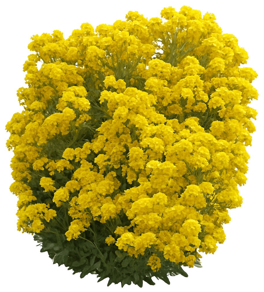 Basket Of Gold 'Summit' (Aurinia 'Summit') - Perennials