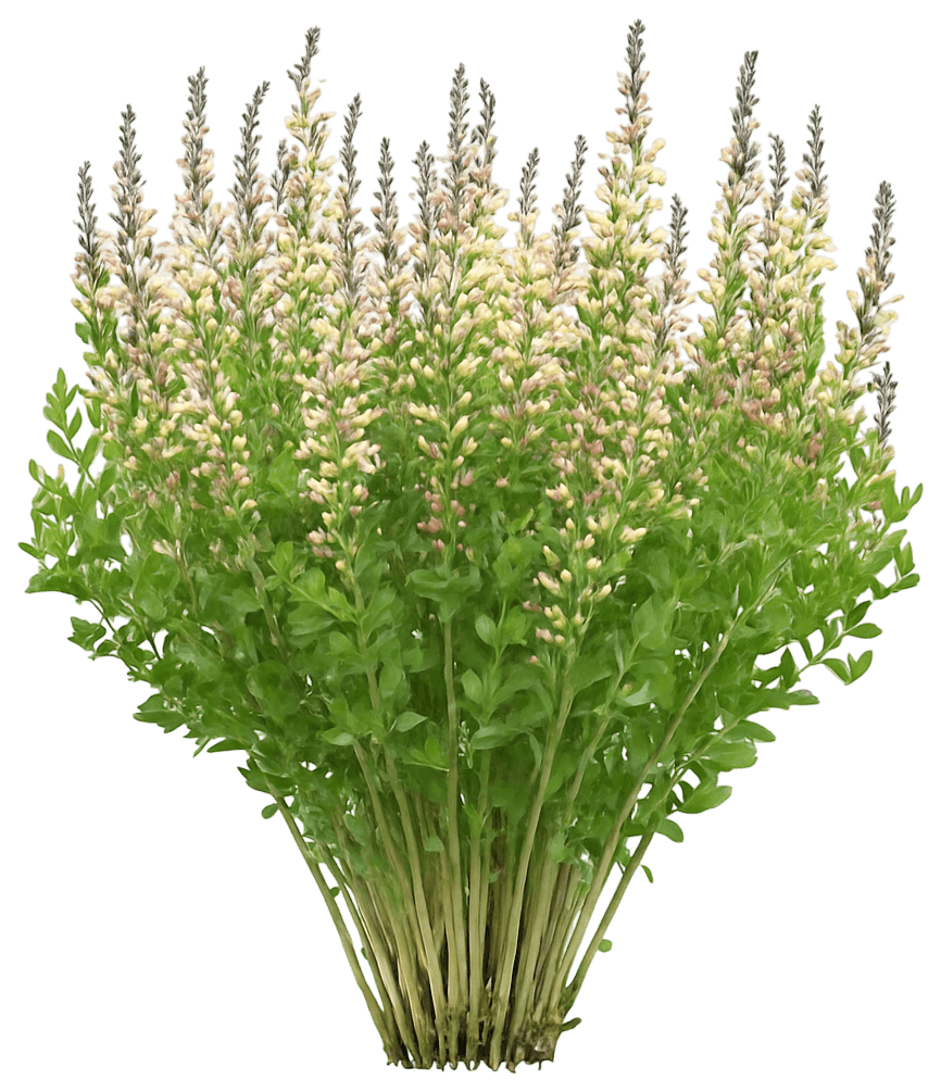 False Indigo 'Pink Lemonade' (Baptisia Decadence® Deluxe Pp30669 'Pink Lemonade') - Perennials