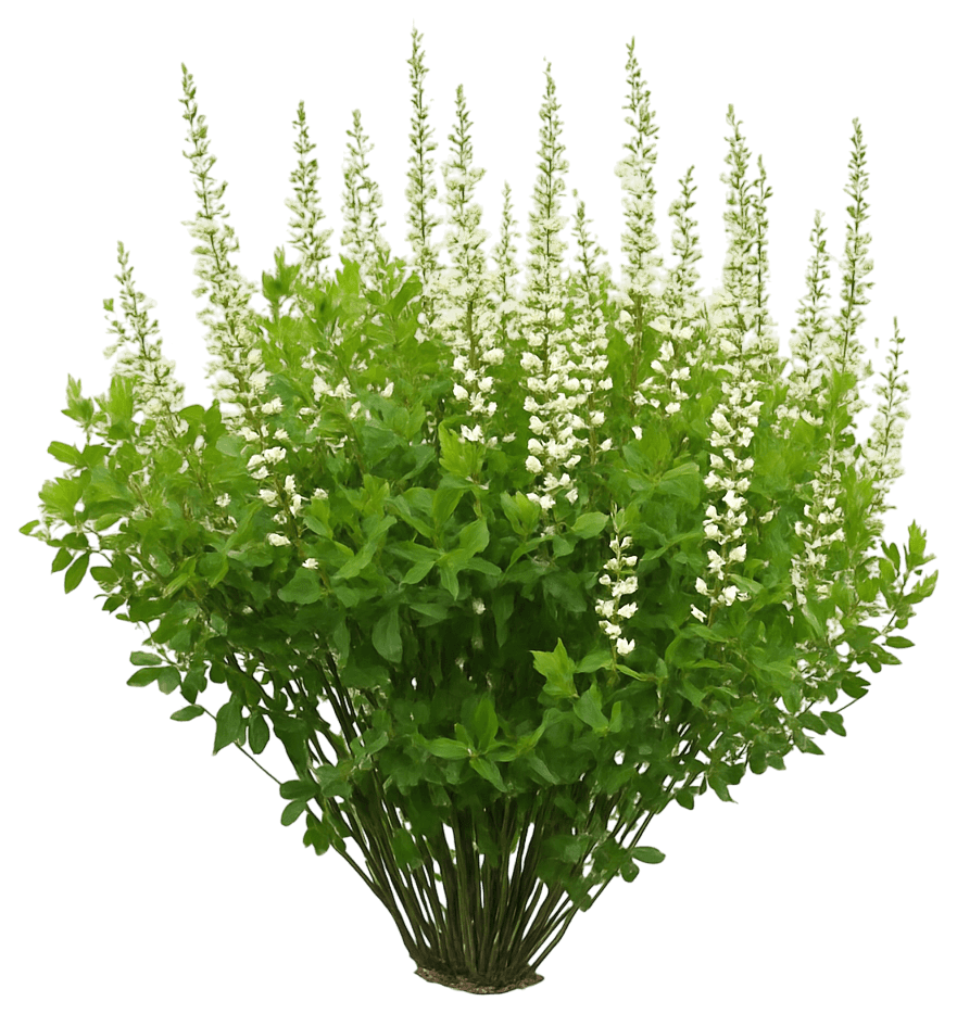 White Wild False Indigo (Baptisia Alba) - Perennials