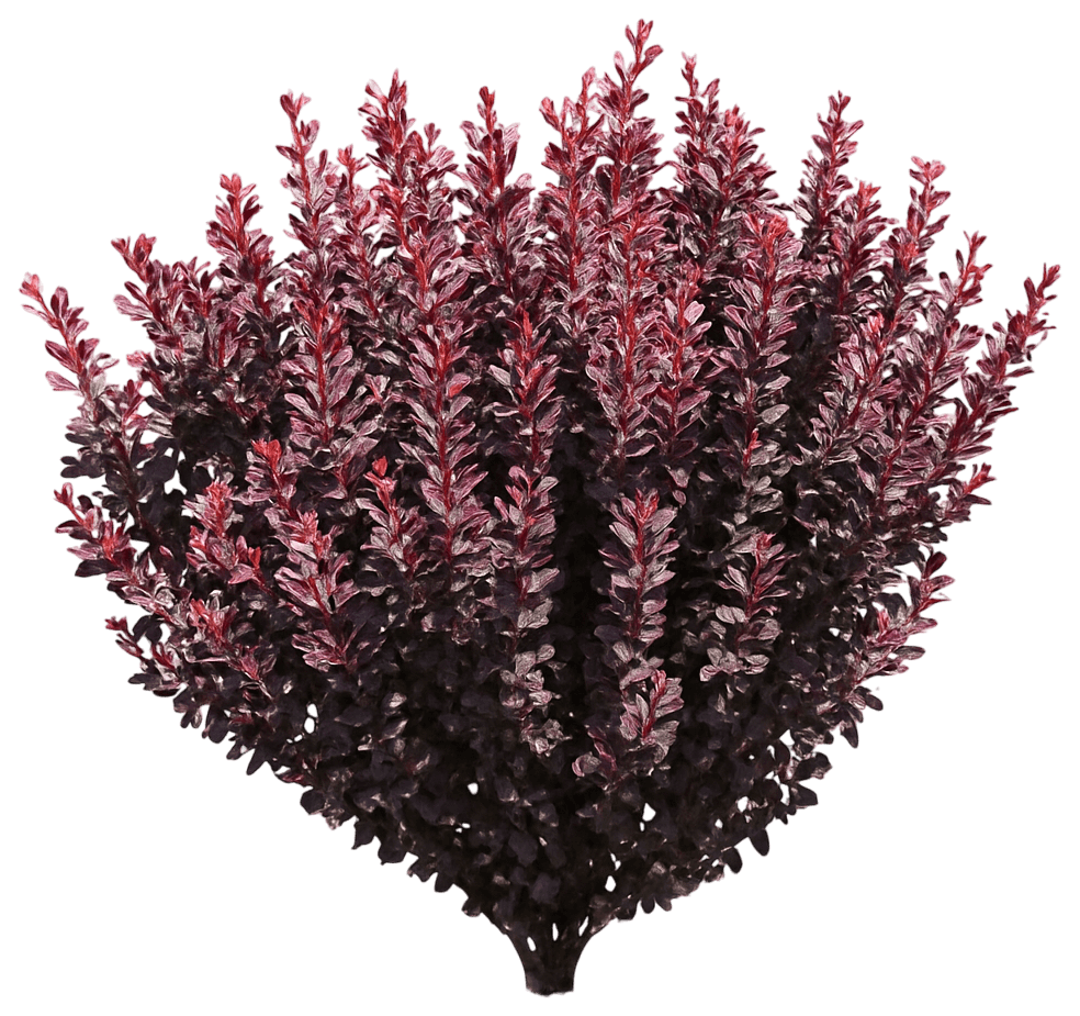 Dwarf Red-Purple Barberry 'Concorde' (Berberis Thunbergii Atro 'Concorde') - Ground Layers