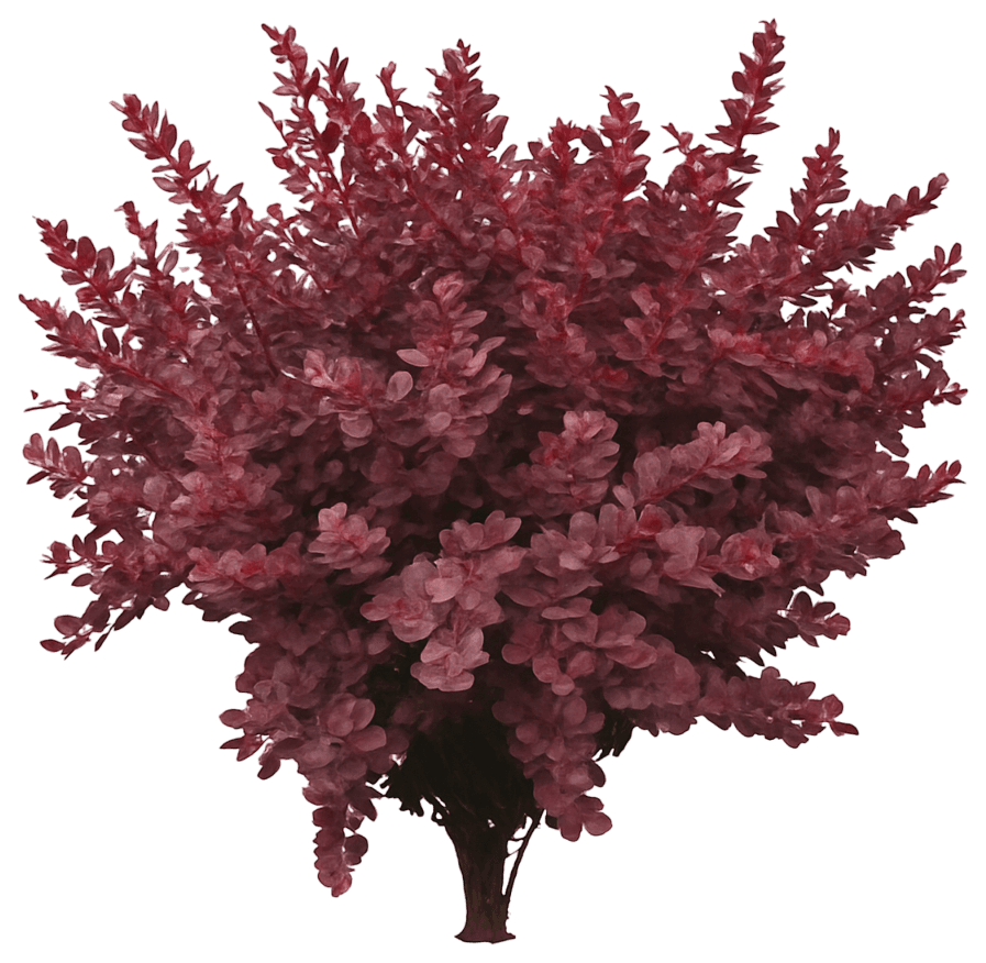 Dwarf Red-Purple Barberry 'Royal Burgundy' (Berberis Thunbergii Atro 'Royal Burgundy') - Ground Layers