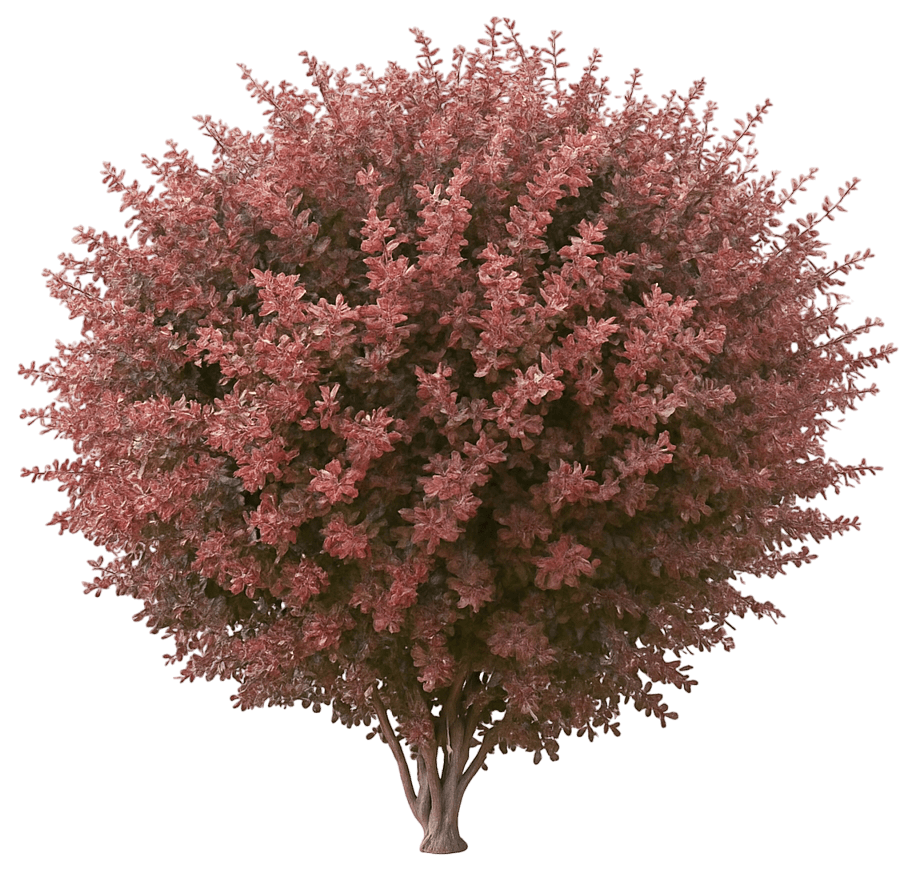 Dwarf Red Barberry 'Crimson Pygmy' (Berberis Thunbergii Atro Nana 'Crimson Pygmy') - Ground Layers