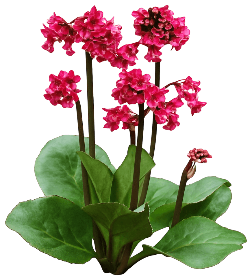Elephant'S Ears Pigsqueak 'Red Beauty' (Bergenia Cordifolia 'Red Beauty') - Perennials