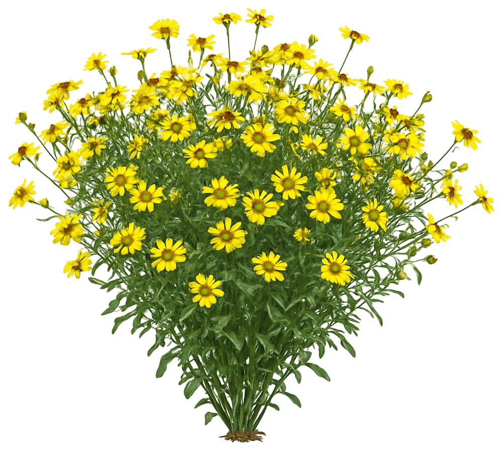 Chocolate Flower (Berlandiera Lyrata) - Perennials