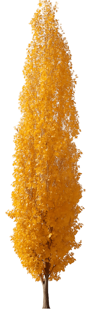 Columnar Birch 'Jefpark' Pp25468 Parkland Pillar® Pp25468 Parkland Pillar® (Betula Platyphylla 'Jefpark') - Shade Trees