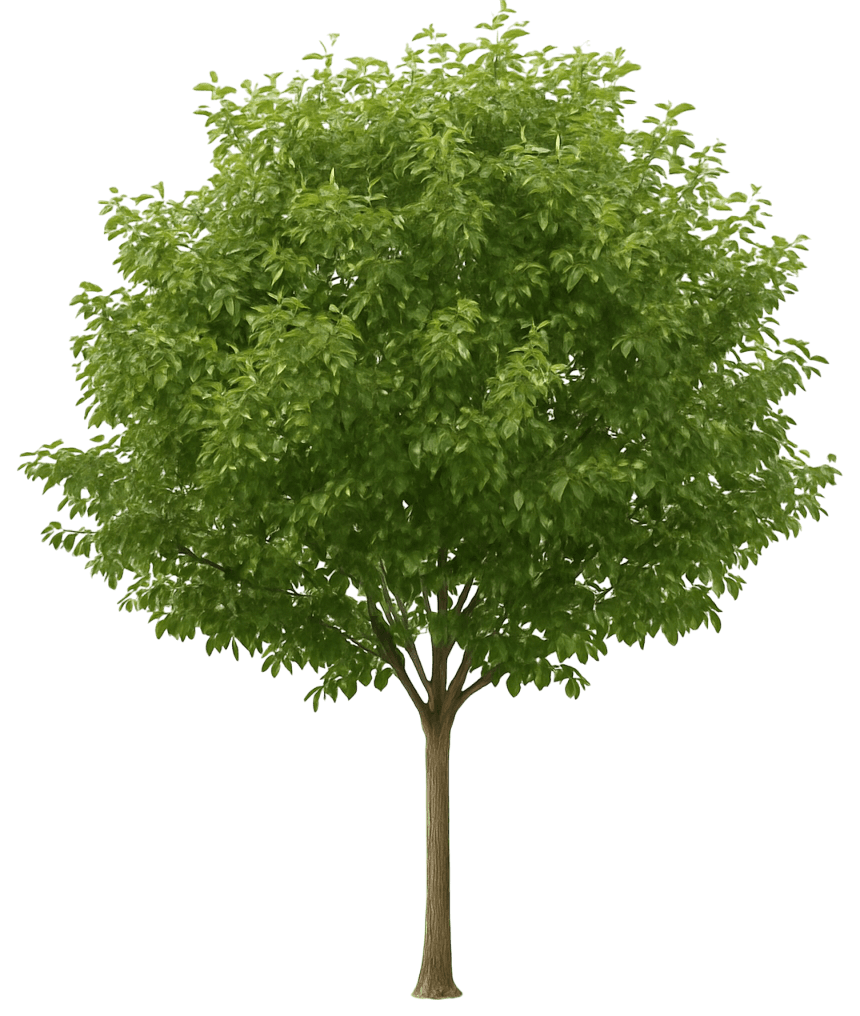 Root Sucker Prevention (Bonide® Sucker Punch® Knock Out Sprouts Pesticide Sucker Prevention) - Shade Trees