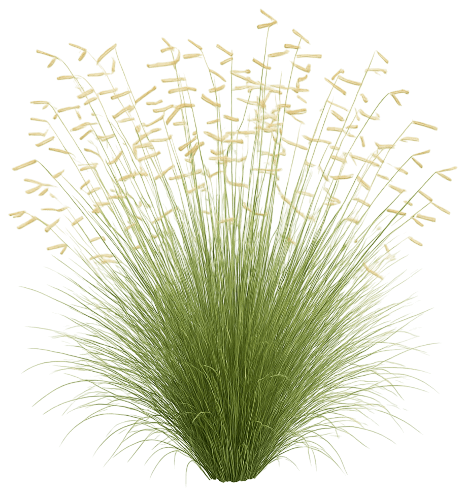 Blue Grama Grass 'Blonde Ambition' (Bouteloua Gracilis Pp22048 'Blonde Ambition') - Grasses