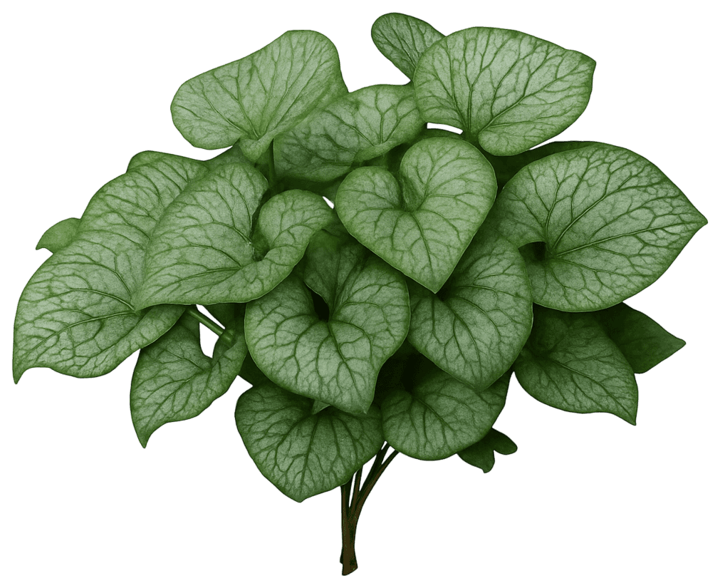 Siberian Bugloss 'Frostbite' (Brunnera Macrophylla Pp35059 'Frostbite') - Perennials