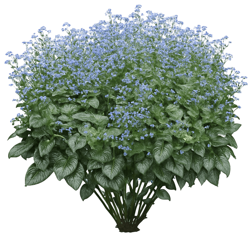 Siberian Bugloss 'Jack Frost' (Brunnera Macrophylla Pp13859 'Jack Frost') - Perennials