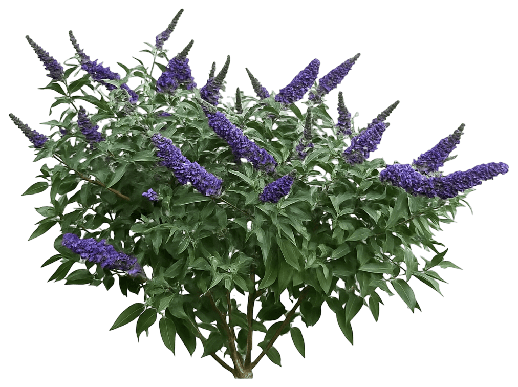 Dwarf Butterfly Bush 'Smnbdbt' Pp28794 Pugster Blue® Pp28794 Pugster Blue® (Buddleia 'Smnbdbt') - Ground Layers