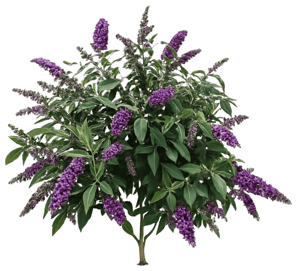 Dwarf Butterfly Bush 'Podarasnga 9-15' Ppaf Blueberry Pie™ Ppaf Blueberry Pie™ (Buddleia X 'Podarasnga 9-15') - Ground Layers
