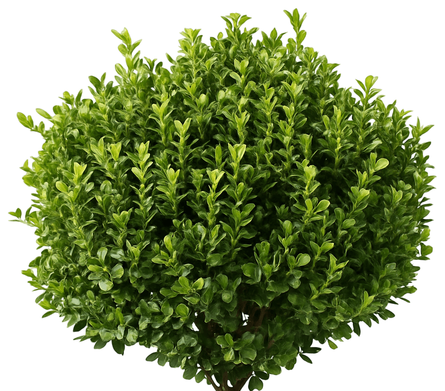 Boxwood 'Bulthouse' Pp25896 Sprinter® Pp25896 Sprinter® (Buxus Microphylla 'Bulthouse') - Ground Layers