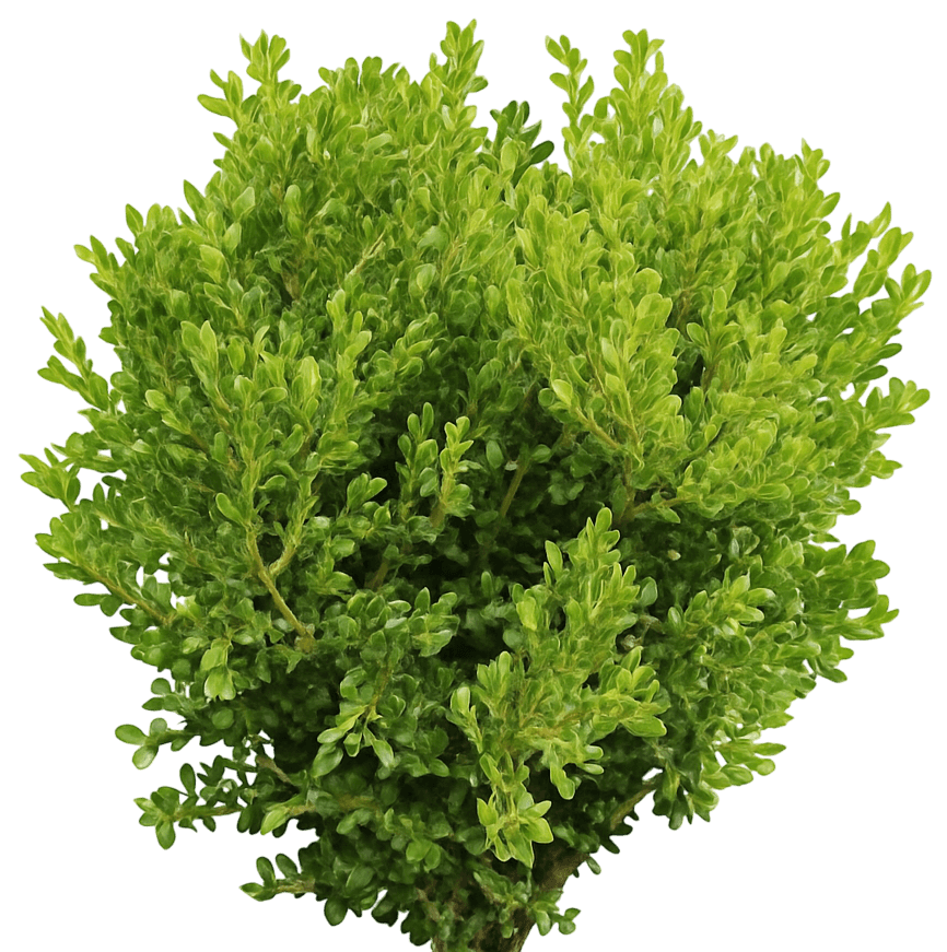 Japanese Boxwood 'Green Beauty' (Buxus Microphylla Var. Japonica 'Green Beauty') - Ground Layers