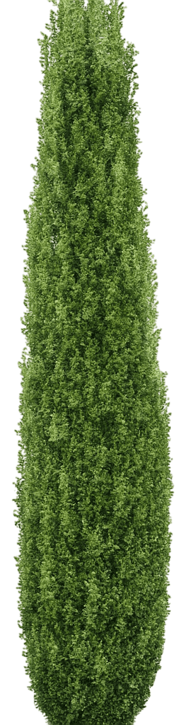 Columnar Boxwood 'Graham Blandy' (Buxus Sempervirens 'Graham Blandy') - Ground Layers