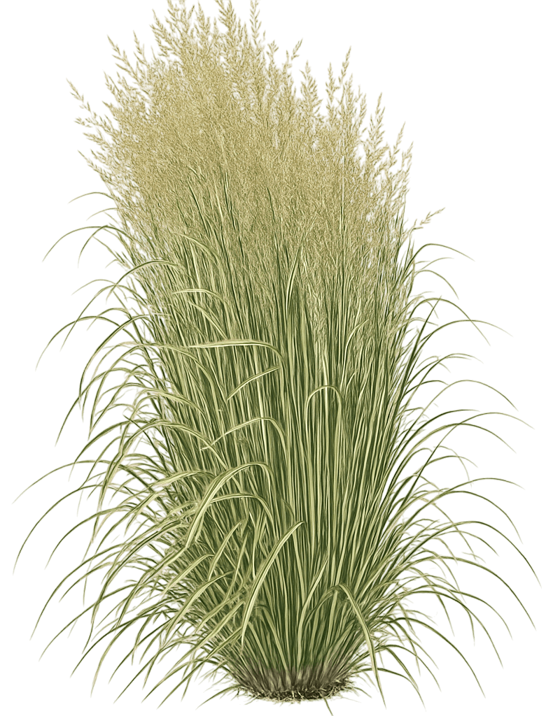 Feather Reed Grass 'Avalanche' (Calamagrostis Acutiflora 'Avalanche') - Grasses
