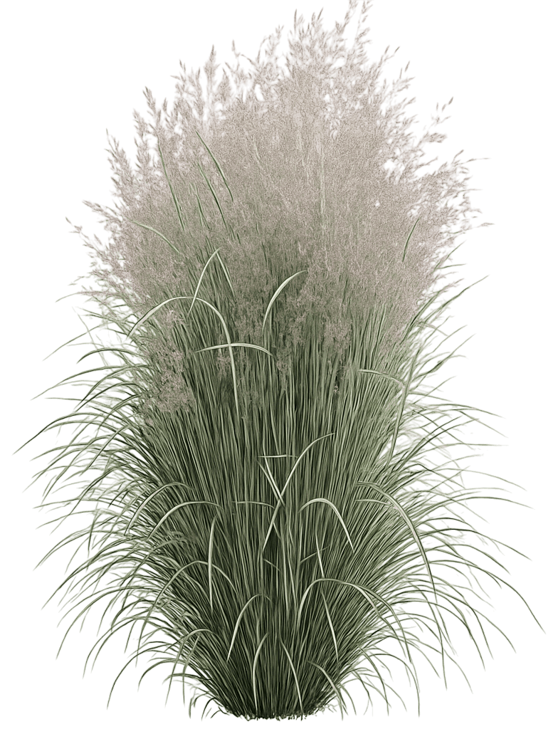 Feather Reed Grass 'Overdam' (Calamagrostis Acutiflora 'Overdam') - Grasses