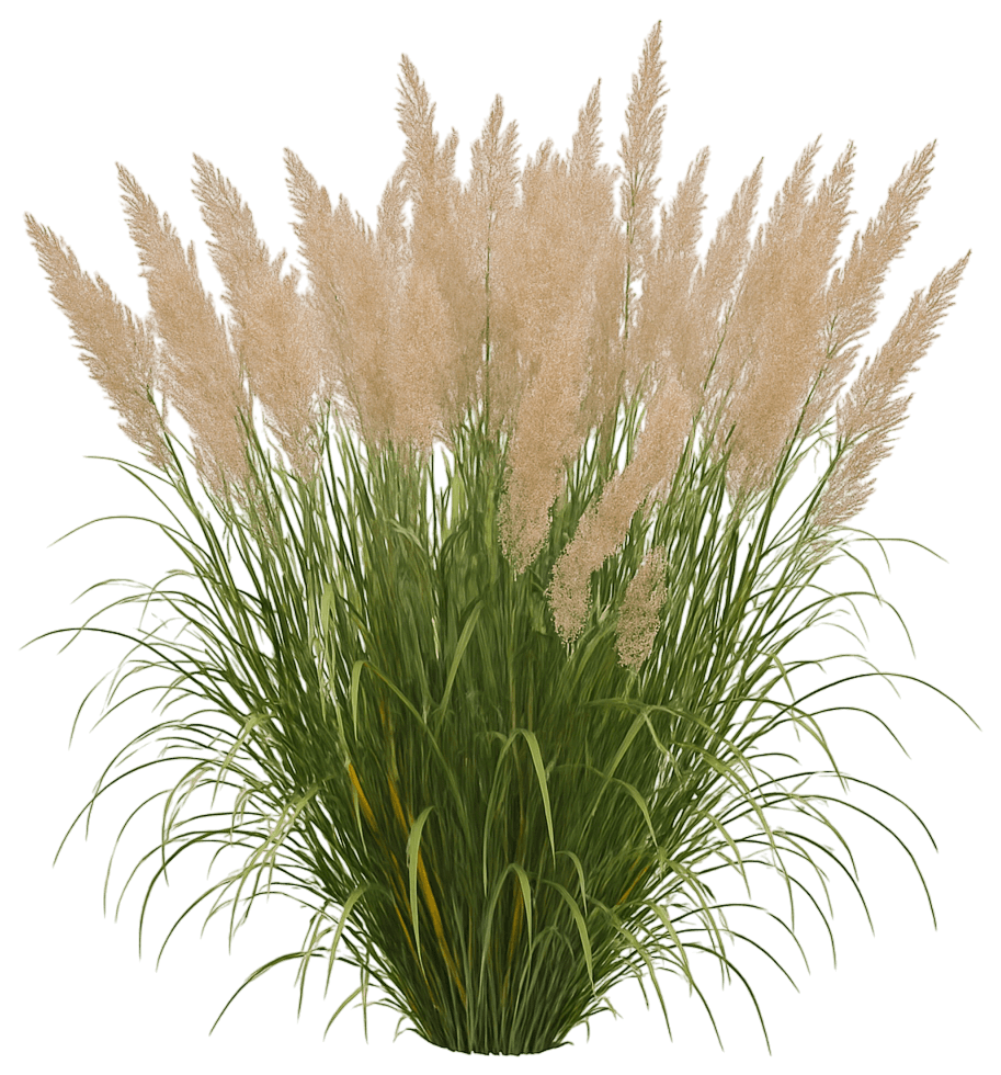 Korean Feather Reed Grass (Calamagrostis Brachytricha) - Grasses