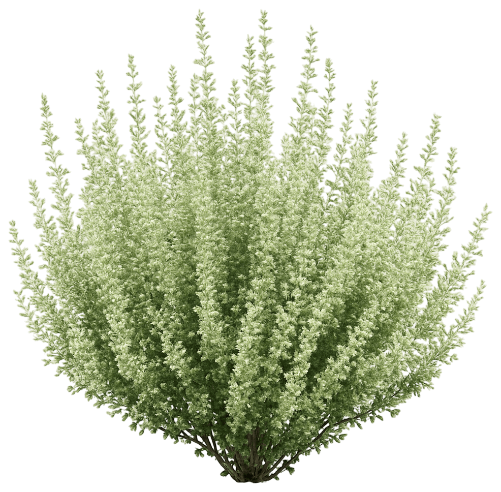 Lesser Calamint (Calamintha Nepeta) - Perennials