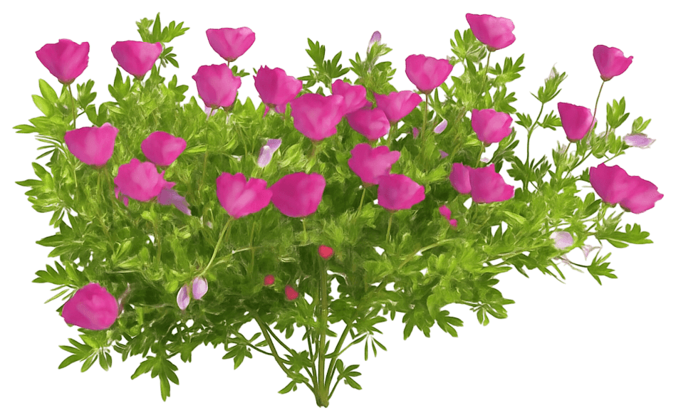 Prairie Winecup (Callirhoe Involucrata) - Perennials