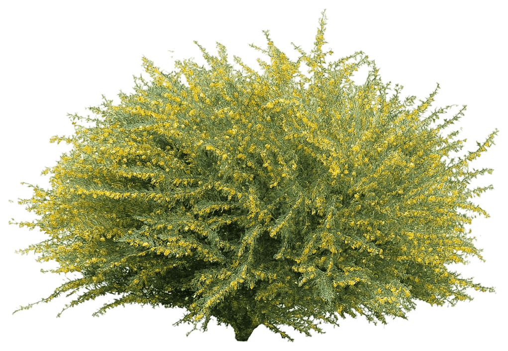 Dwarf Siberian Peashrub (Caragana Pygmaea) - Ground Layers