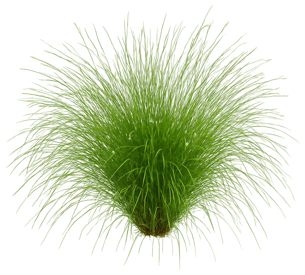 Appalachian Sedge Grass (Carex Appalachia) - Grasses