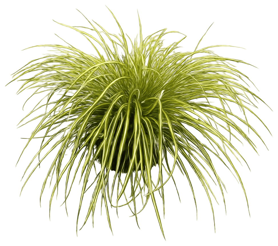 Sedge Grass 'Everoro' (Carex Oshimensis Evercolor® Pp23406 'Everoro') - Grasses